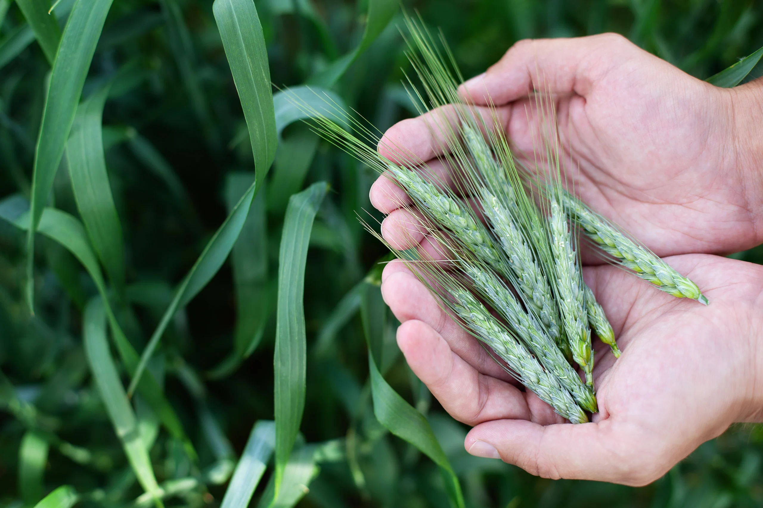 wheat-ears-man-s-hands-harvest-harvesting